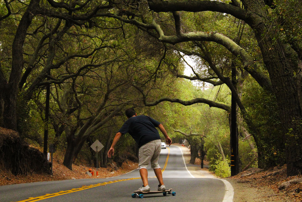 Shredding Through The Forest